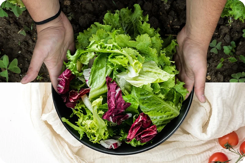 Fresh vegetables connected from harvest to a prepared salad, illustrating preserved freshness.