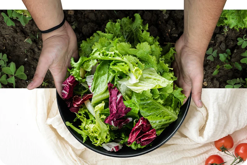 Fresh vegetables connecting farm harvesting with a prepared salad